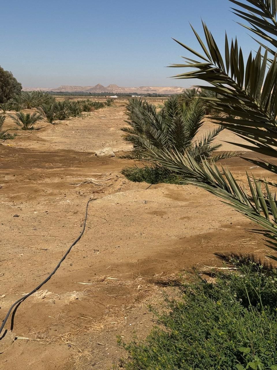 تمور في مزرعة الطحان جولدن دانس